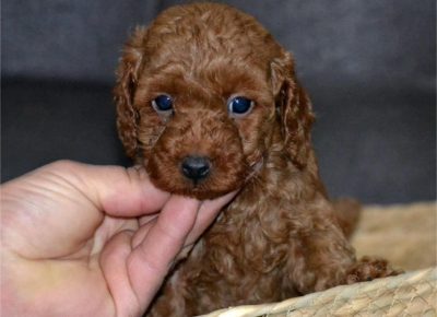 46719065210873991159599594510174244154543263n1734719074