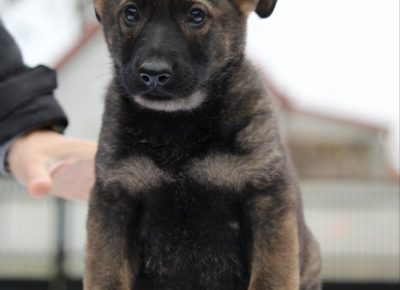 viberslika202412242128101031735325133