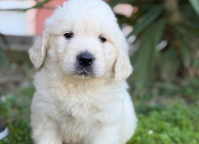 47254808111390531176612076116711729677123313n1736539263