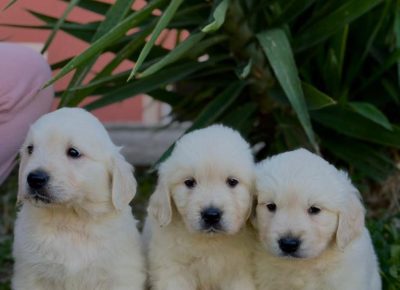 4725843891299967691243547423245356529124579n1736539265