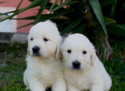 4726505881285116902823897746551678245940876n1736539266