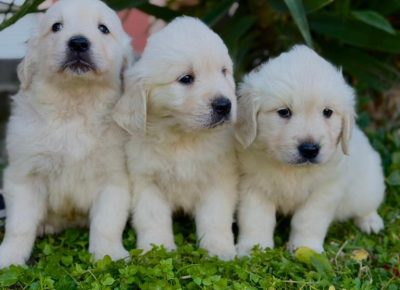 4730569774697774892598944750229606335733452n1736539265