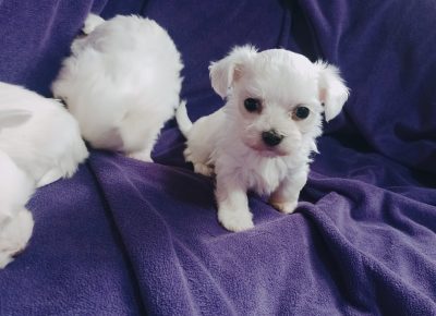 IMG202412251143271735734493