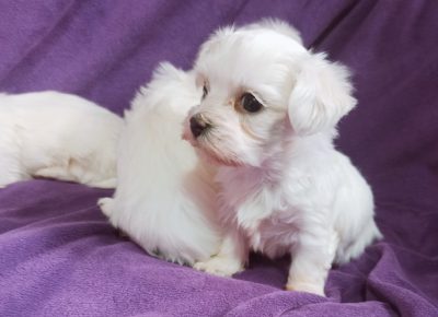 IMG202412251144111735734492