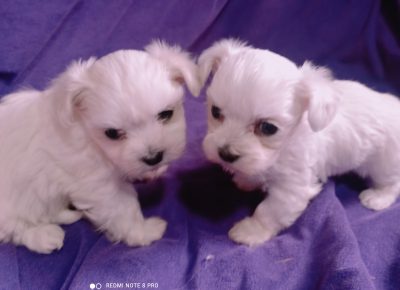 IMG202412251146061735734486