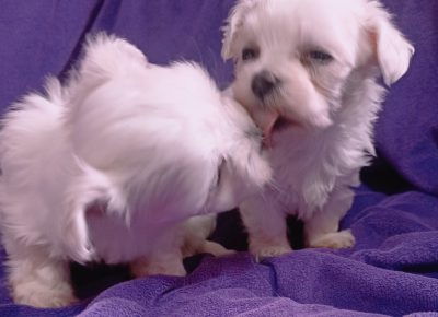 IMG202412251147211735734493