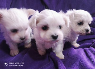 IMG202412251148431735734494