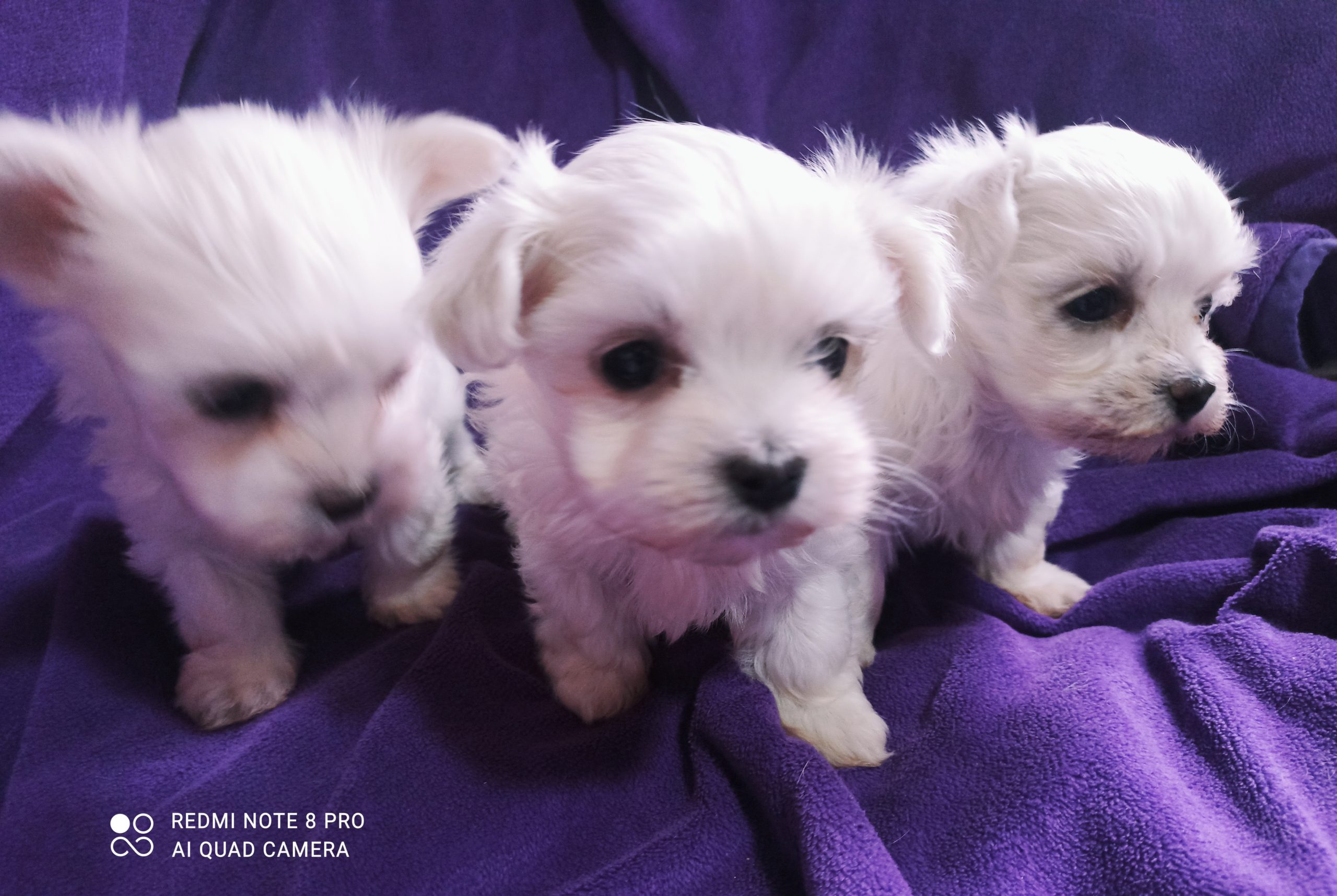 IMG202412251148431735734494