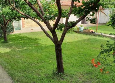 ljubastan51737921254