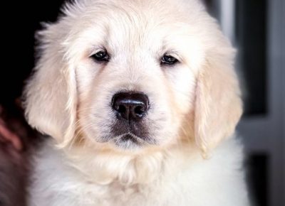 b11e7d96ce0f4169b4072b98b2df27611739478464