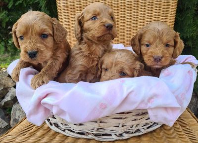 viberimage202502031305479561738802288