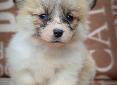 viberimage202502171325019621740088712