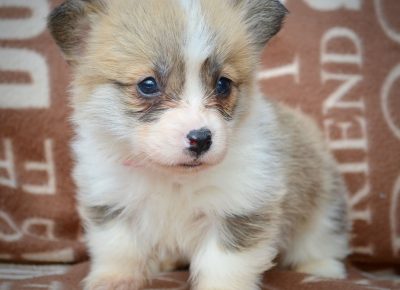 viberimage202502171325027101740088711