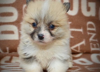 viberimage202502171325038411740088715