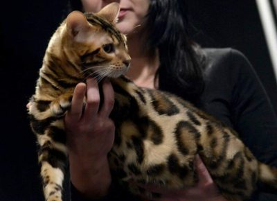 31096401532925600876515525030047461470515236n759x10241742599285