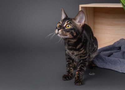 4382044558152241066603057321016095092019826n1024x6821742599287