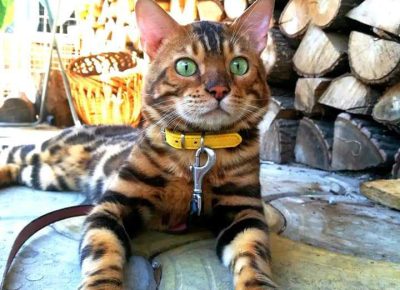 4621385449118972509972461841243408383473757n1742599288