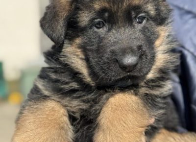 viberimage20250222123327659768x10241741428922