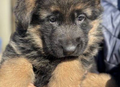 viberimage20250222123340412768x10241741428924