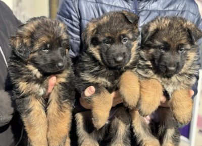 viberimage202502221235003321024x7681741428924