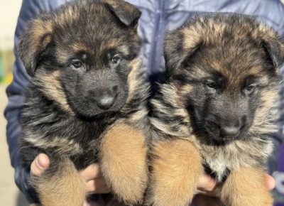 viberimage202502221235108371024x7681741428925