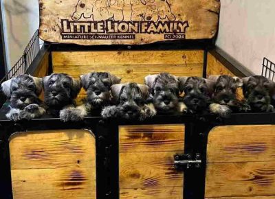 dedovicnova1745141657