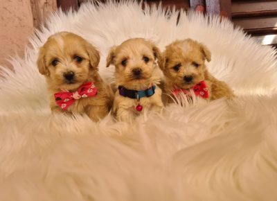 viberimage202503071243204531024x7681744399743