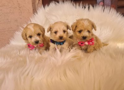 viberimage202503071243204921024x7681744399746