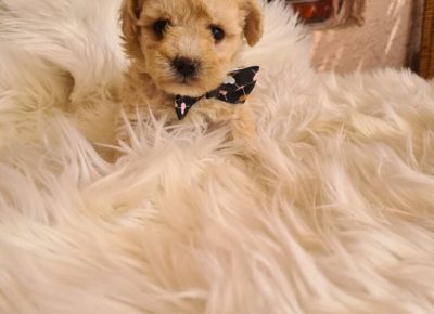 viberimage20250307124320536768x10241744399745