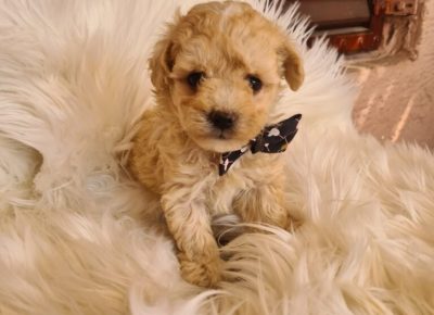 viberimage20250307124320734768x10241744399745