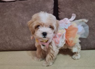 viberimage20250307124320868768x10241744399744