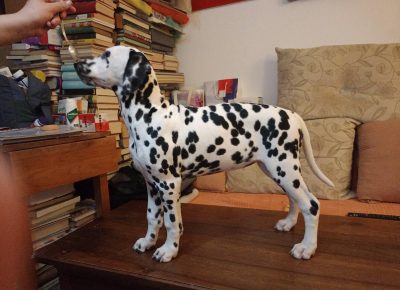 viberimage202503311626451611743708136