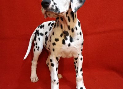 viberimage202503311634293311743708137