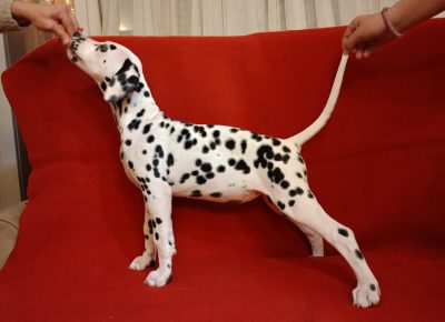 viberimage202503311634295101743708137