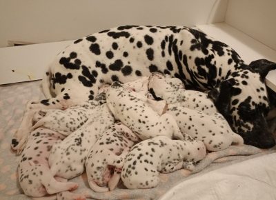 viberimage202503311719223951743708139