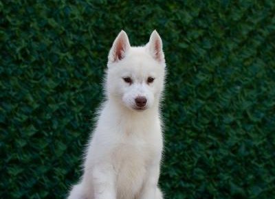 viberimage202504070920383351744317504