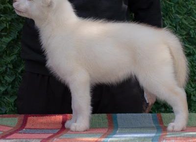 viberimage202504070920383851744317505