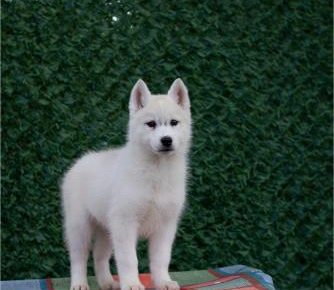 viberimage202504070920384211744317505