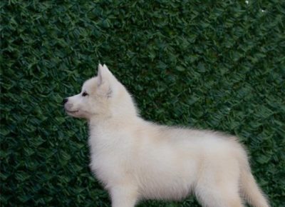 viberimage202504070920384781744317506