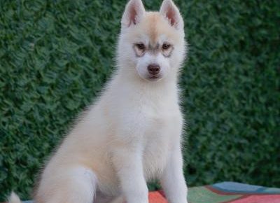 viberimage202504070920385191744317507