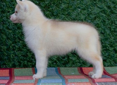 viberimage202504070920386051744317507