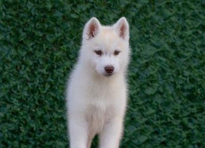 viberimage202504070920386461744317506