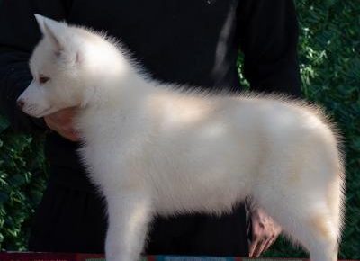 viberimage202504070920386761744317506