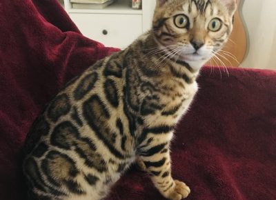 viberimage202504111338440641744654488