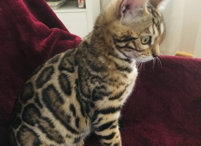 viberimage202504111338446061744654488