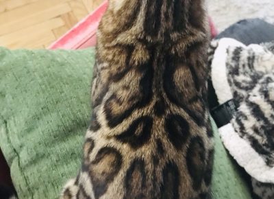 viberimage202504111338450141744654489