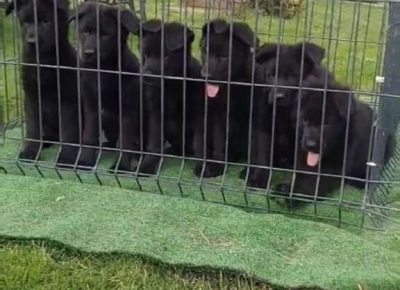 viberimage20250415115024199576x102411746901511