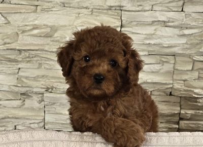 viberimage202505241444124941748373684