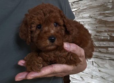 viberimage202505241444131191748373684