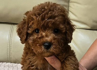 viberimage202505241444136361748373685